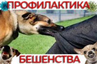 Профилактика бешенства